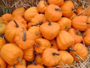 Acorn Squash