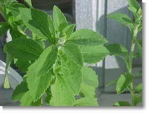 Stevia