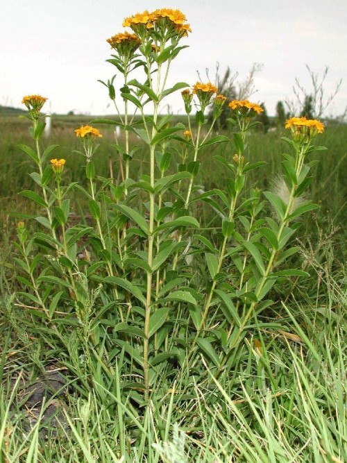 Tarragon