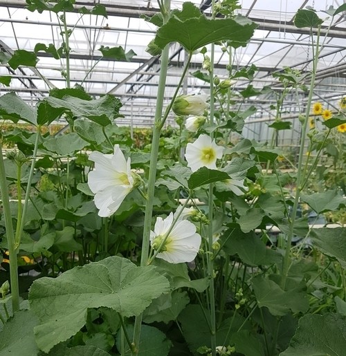Hollyhock