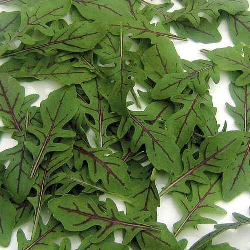 Arugula