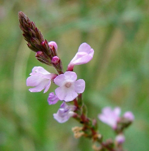 Verbena