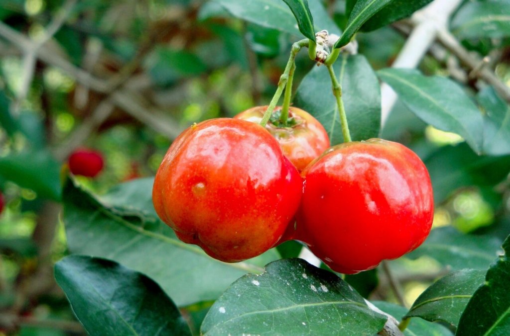 Acerola Cherry