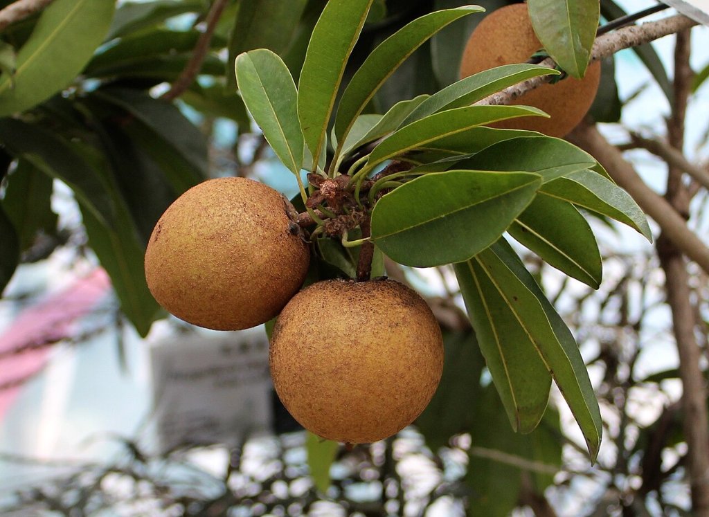 Sapodilla