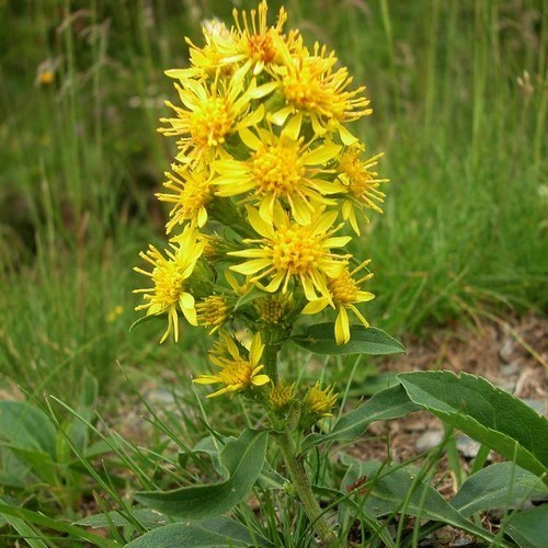 Goldenrod