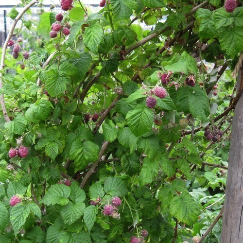 Raspberry