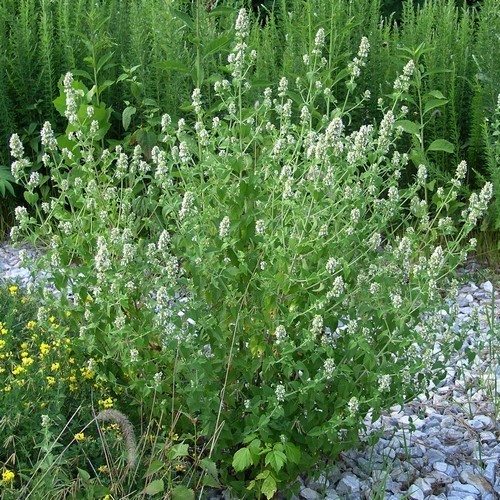 Catmint