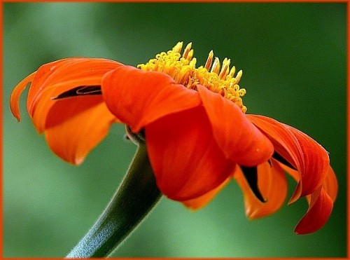 Mexican Sunflower