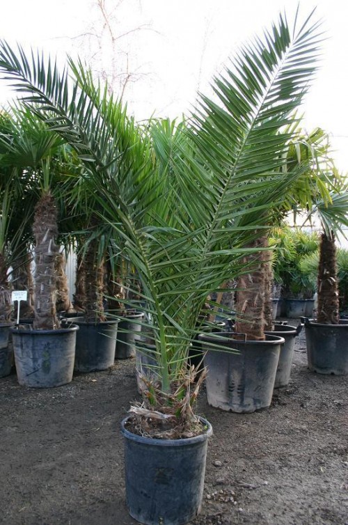 Date Palm