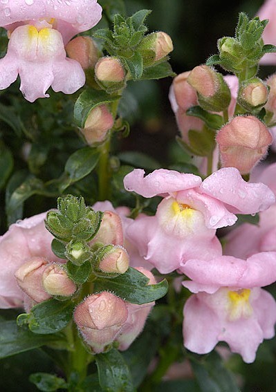 Snapdragon