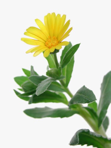 Calendula