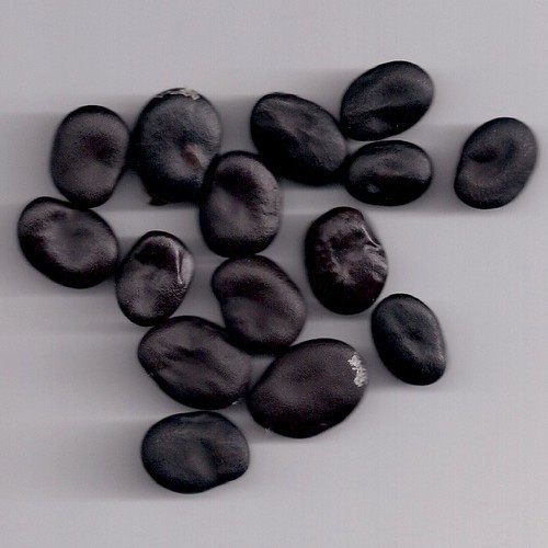 Broad Bean