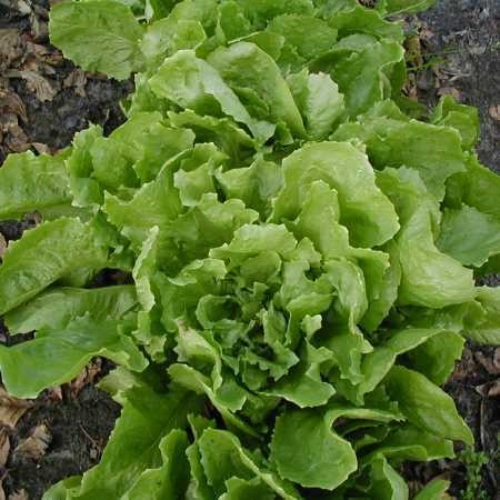 Escarole