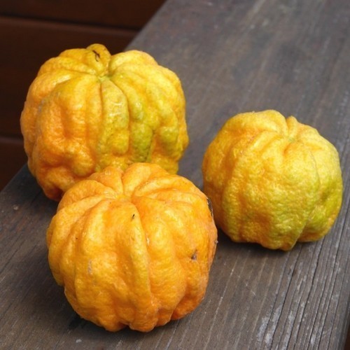 Grapefruit