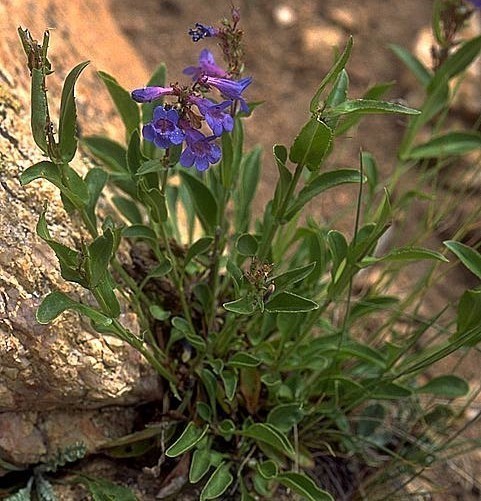 Penstemon
