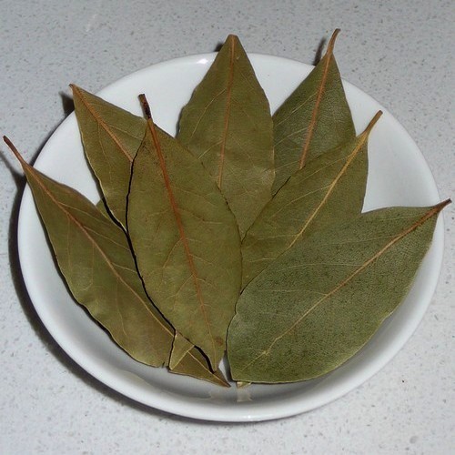 Bay Laurel