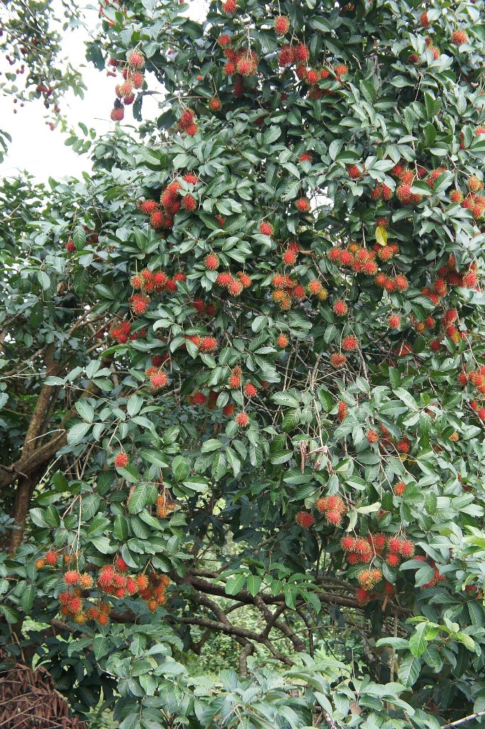 Rambutan