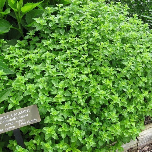 Oregano