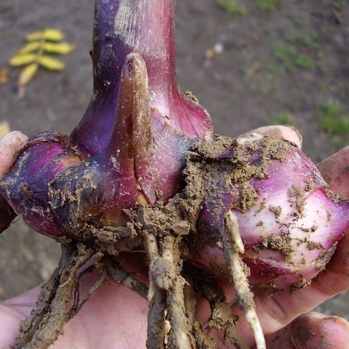Arrowroot
