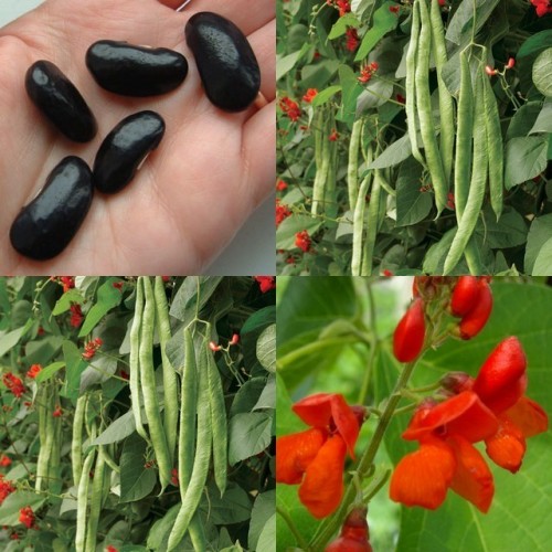 Runner Bean