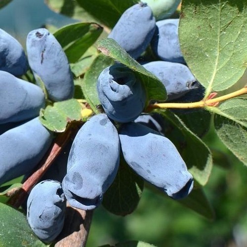 Honeyberry