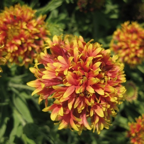Blanket Flower