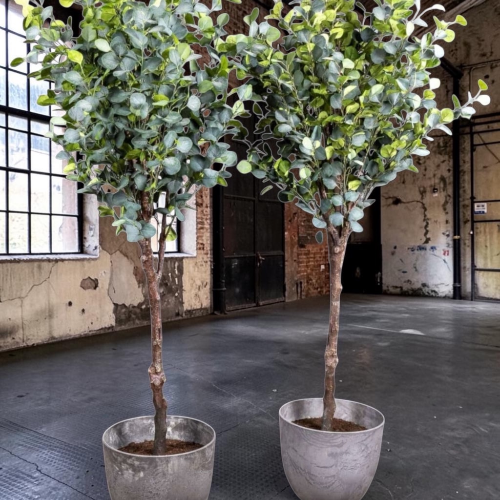 Træ Eucalyptus