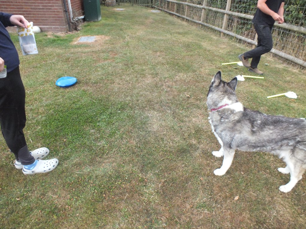 Veterinary physiotherapy services