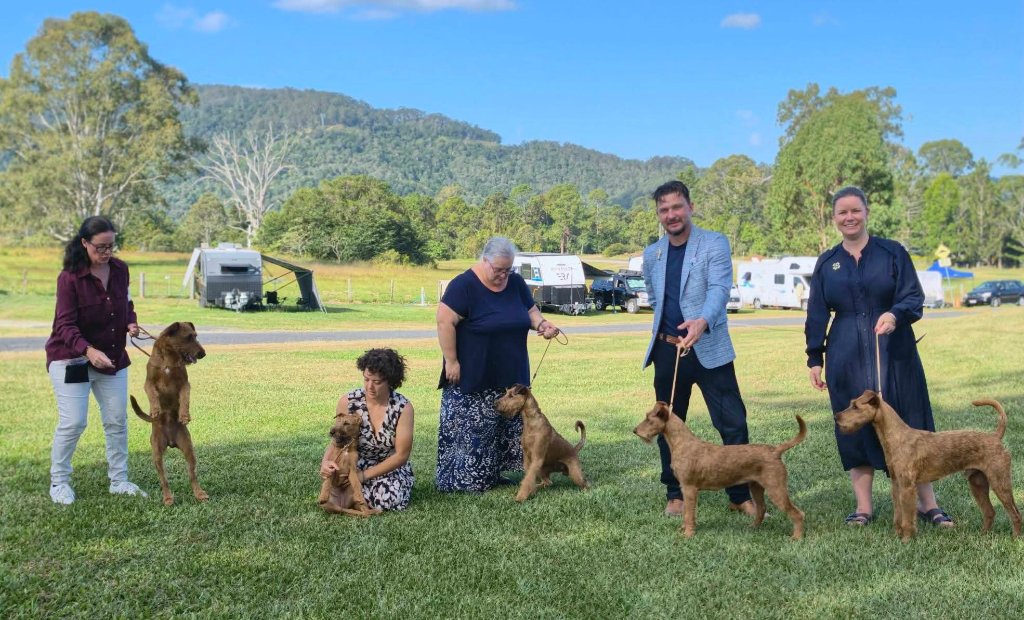 Irish Terrier class — Braecrest dogs with exhibitors