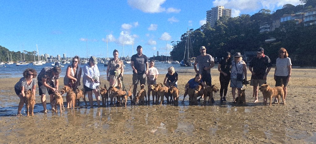 Braecrest Irish Terrier families at the beach