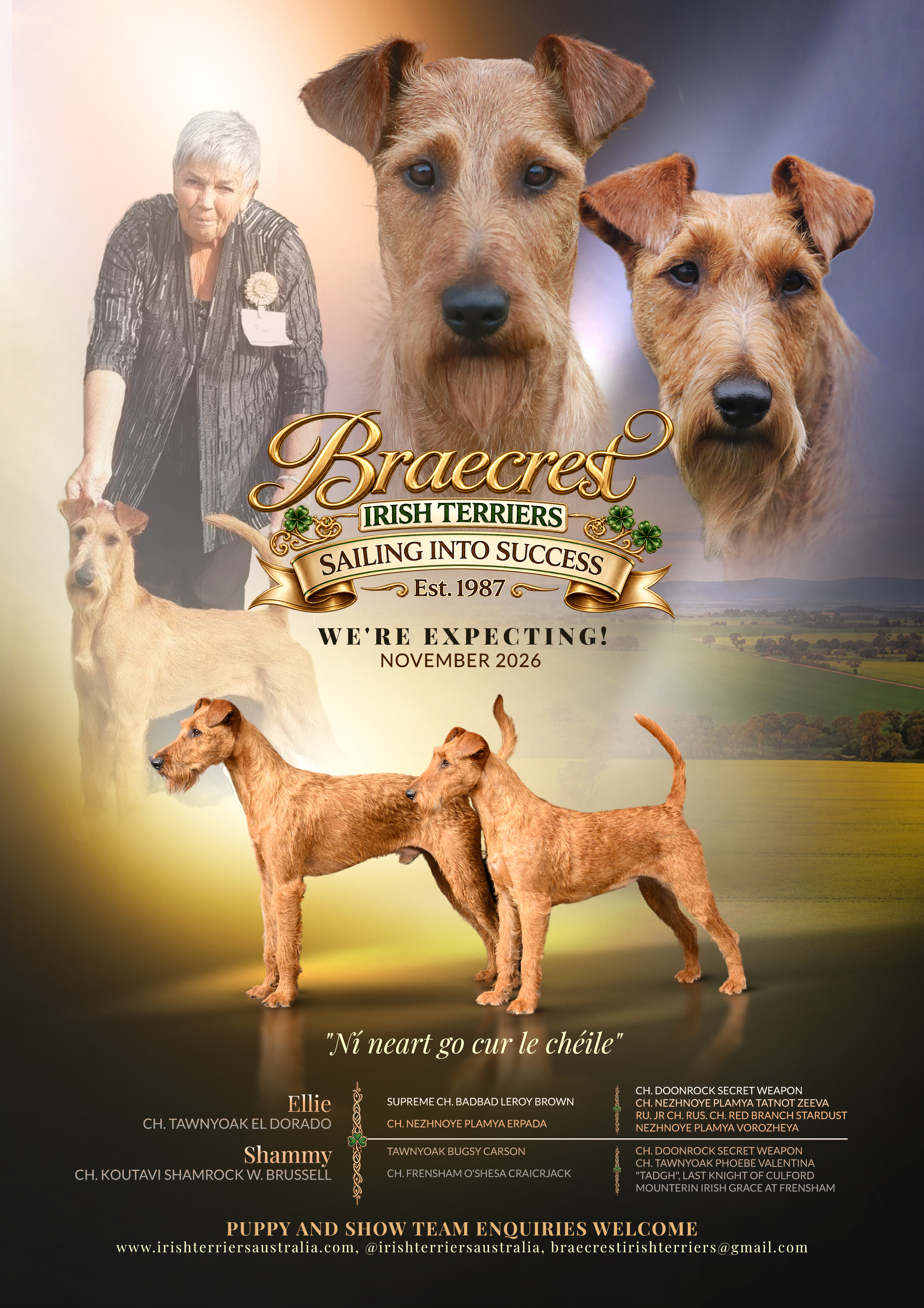 Braecrest Irish Terriers — We're Expecting, November 2026