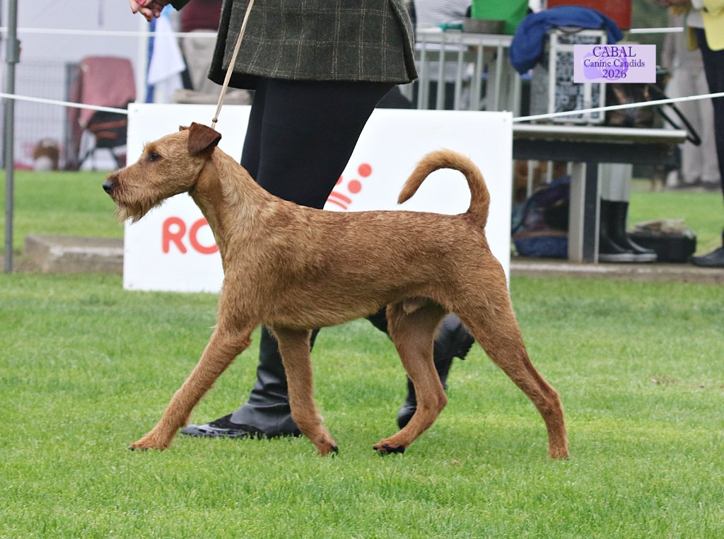 Ch Koutavi Shamrock W. Brussell