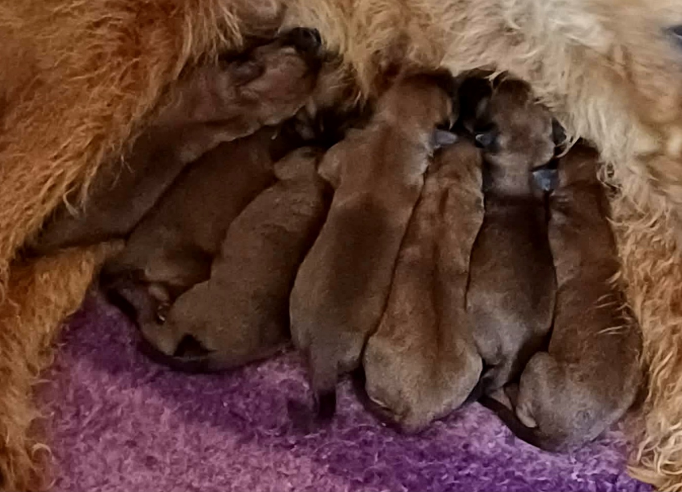 Braecrest Irish Terrier puppies