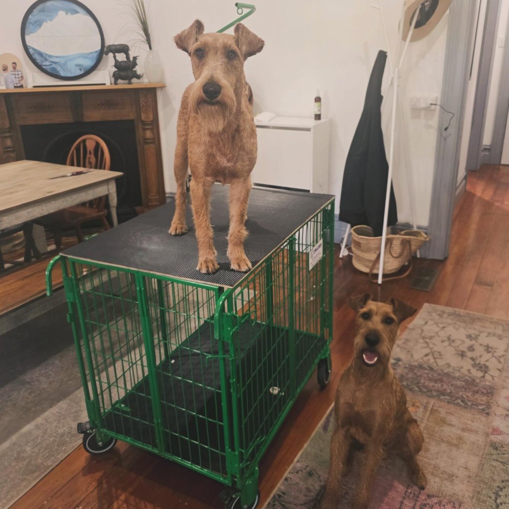 Irish Terrier grooming table