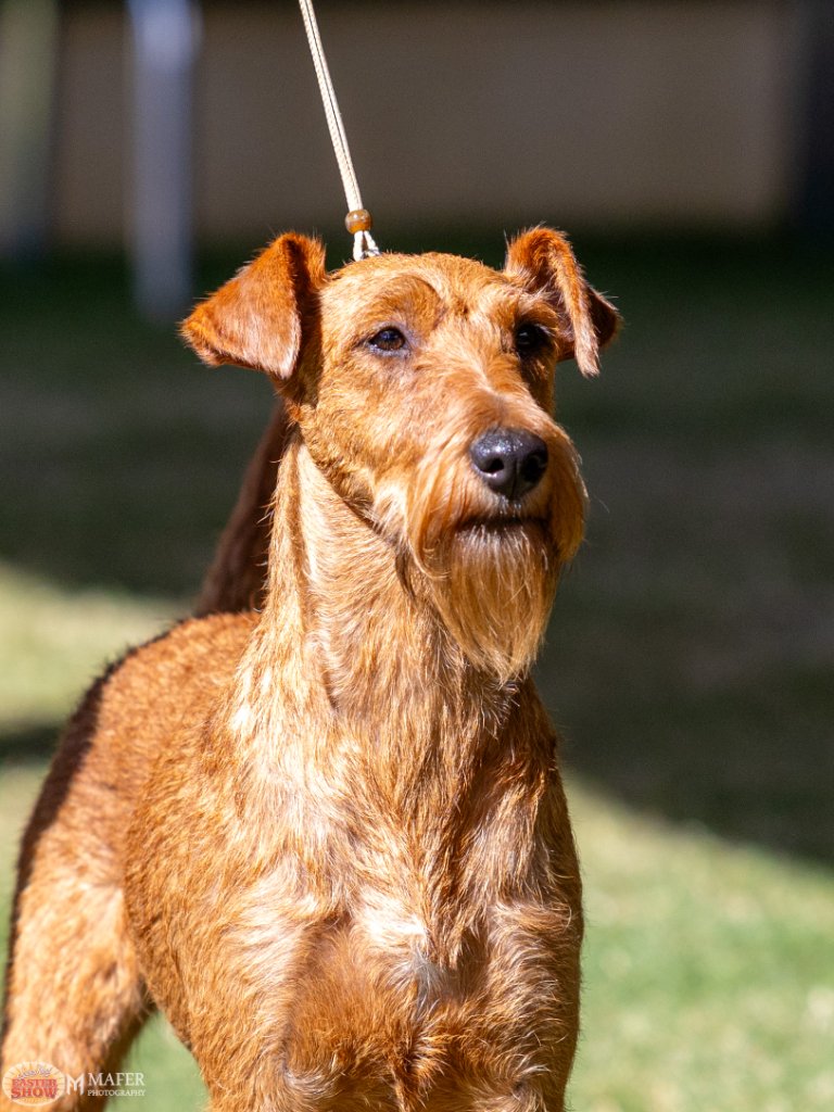 Sydney Royal Easter Show 2026 — Irish Terrier portrait