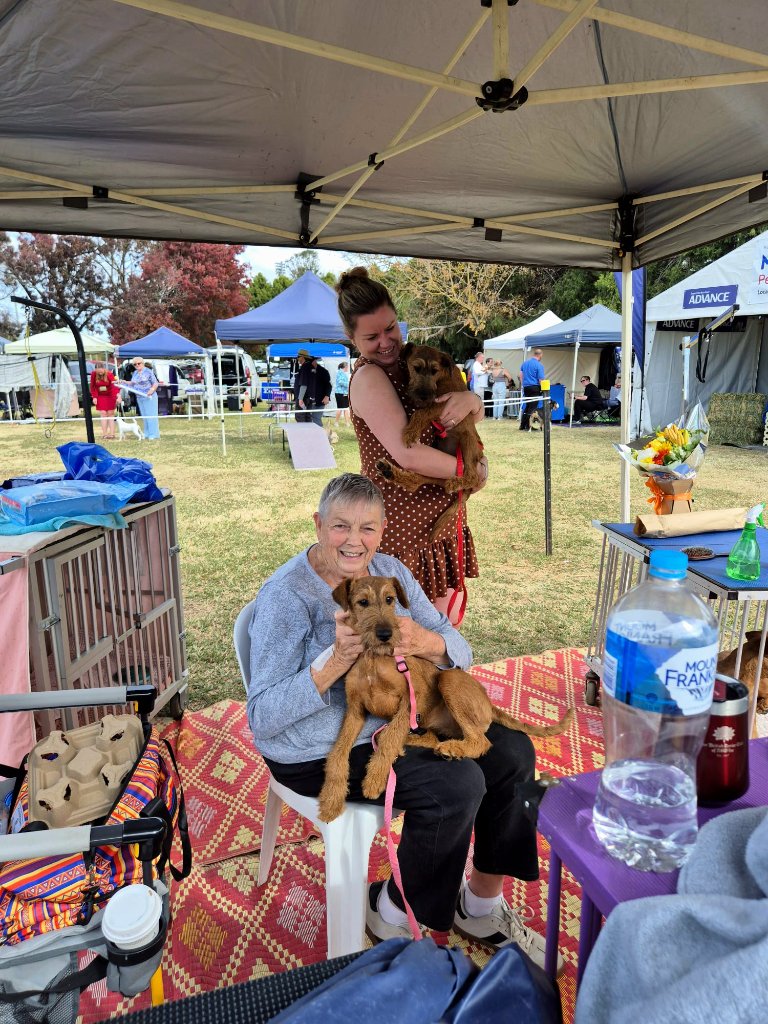 Braecrest puppies at the show — ringside cuddles