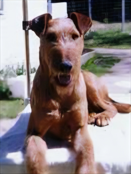 My first Irish Terrier
