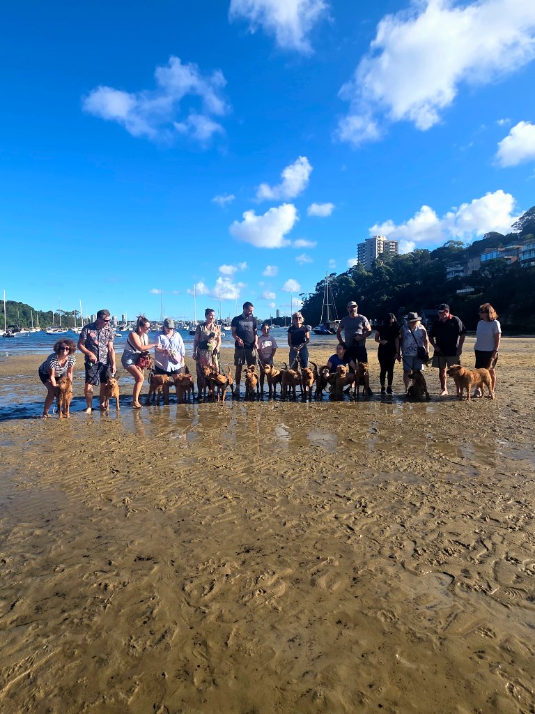 Irish Terriers greeting at the beach