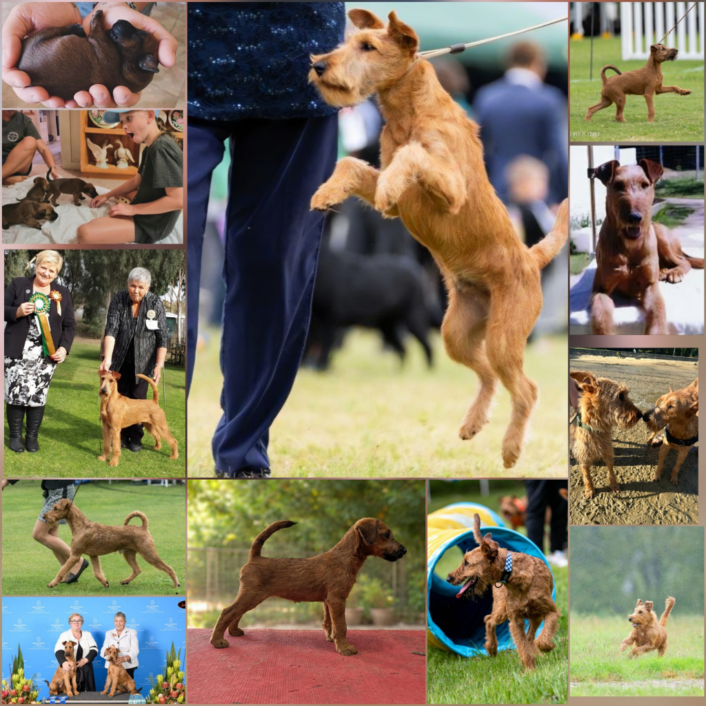 Braecrest Irish Terriers