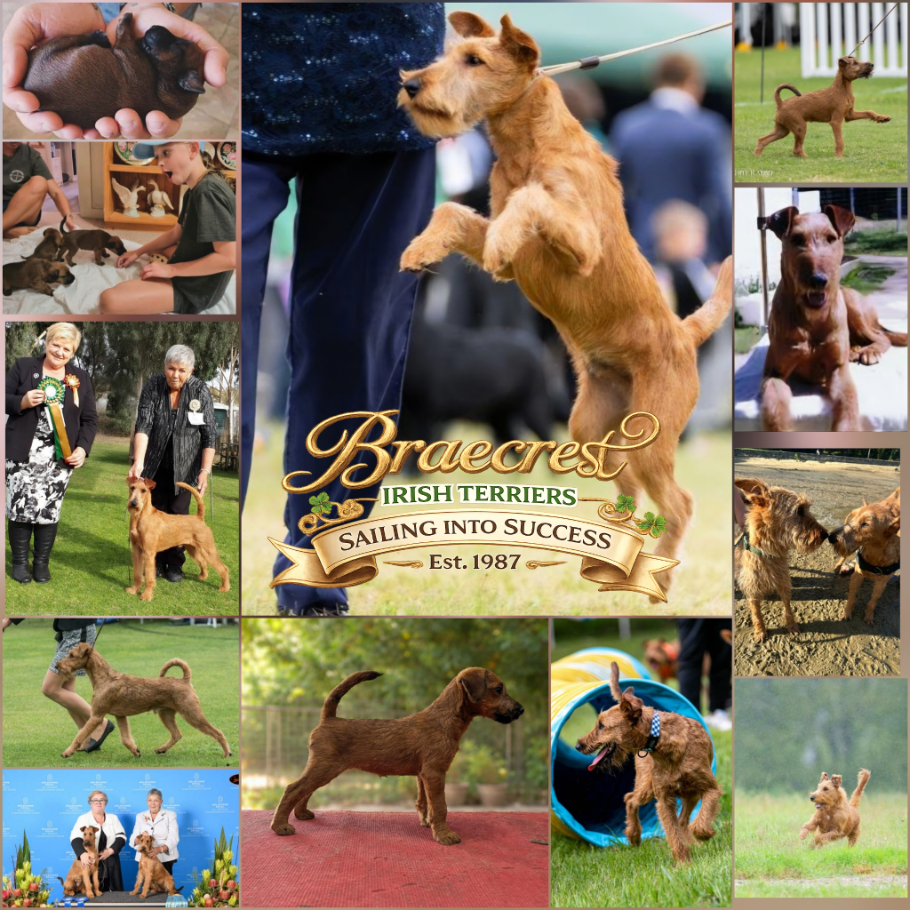Braecrest Irish Terriers — Multi-generational