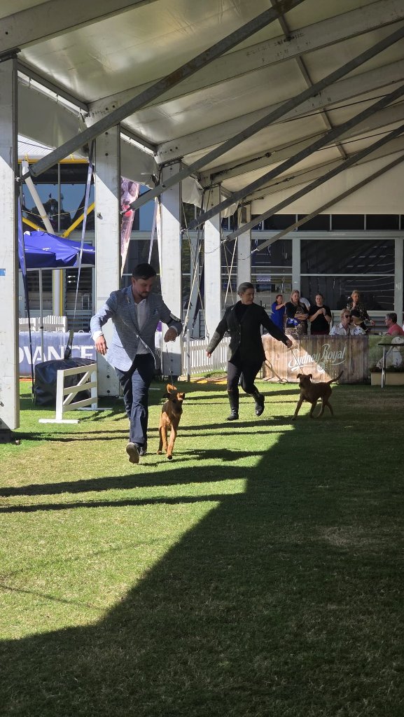 Sydney Royal Easter Show 2026 — on the move