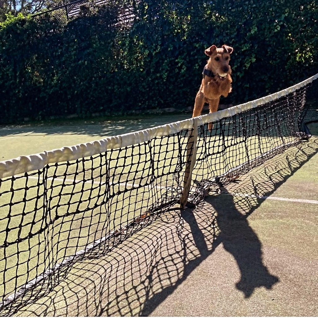 Braecrest Irish Terrier — tennis anyone?