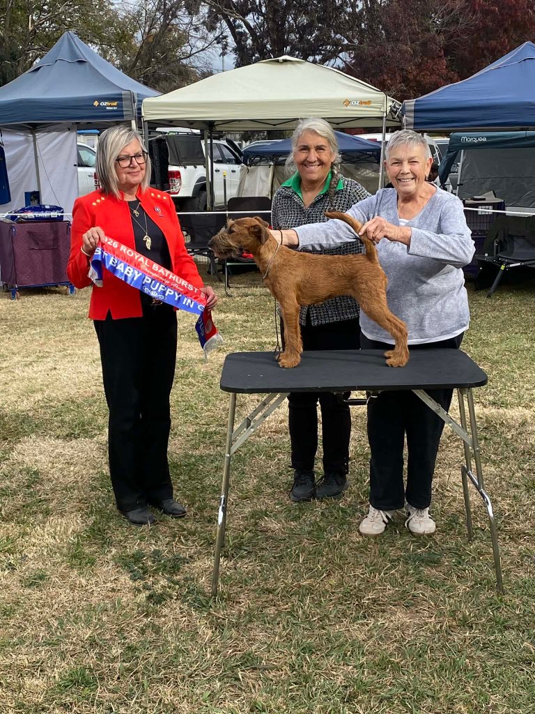 2026 Royal Bathurst Show — Baby Puppy In Group