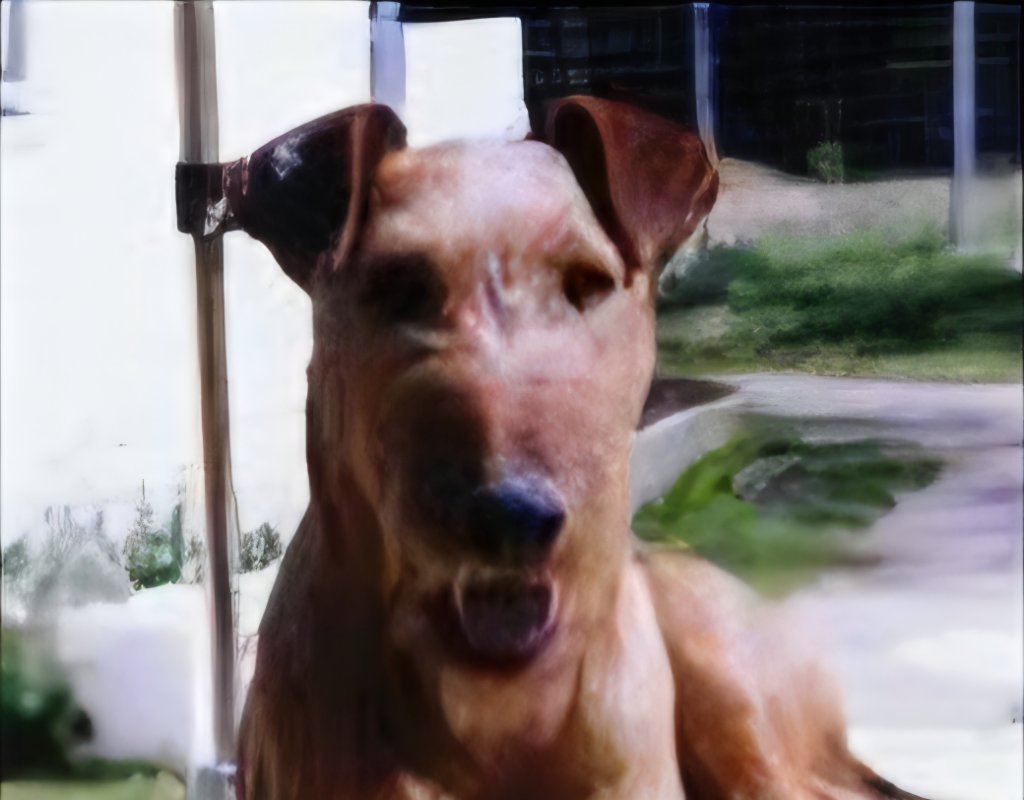 Aust Champion Roismar Scrumpy Jack