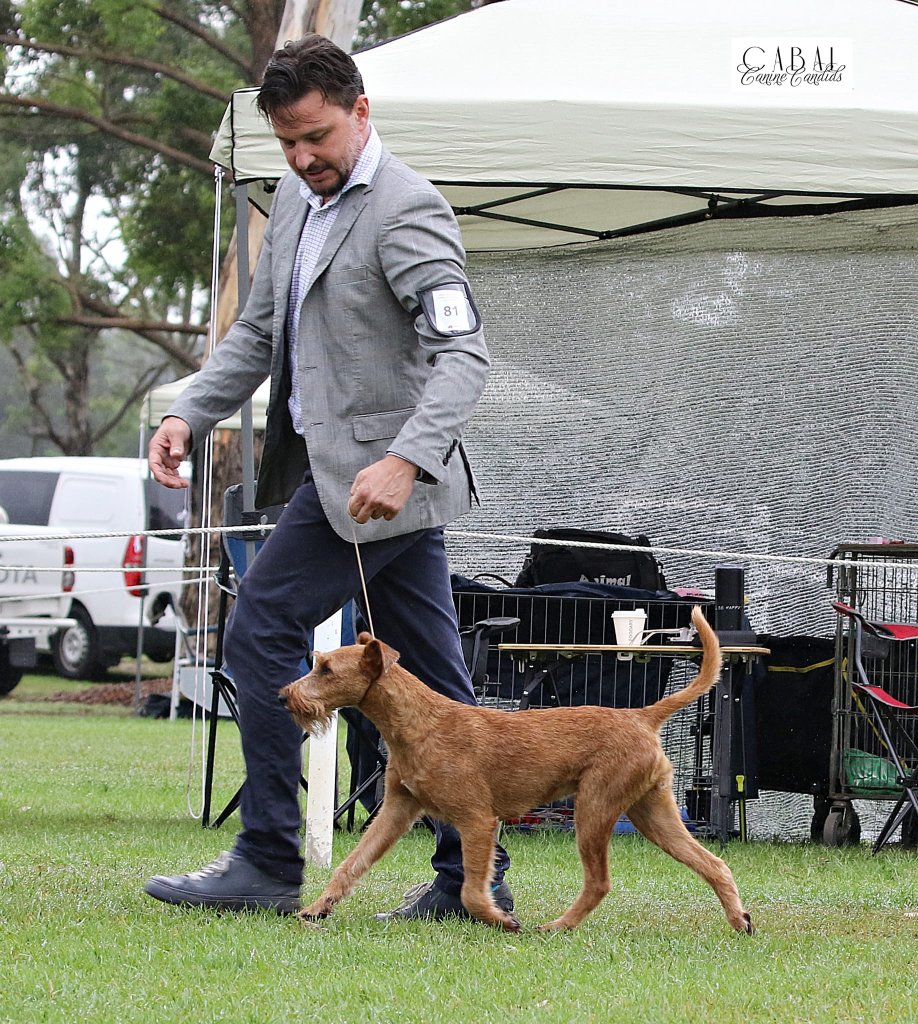 Irish Terrier in the show ring