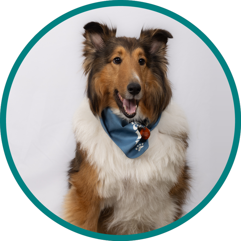 Eisley - Therapy Dog in Training at Mind360 Psychology in St. Albert