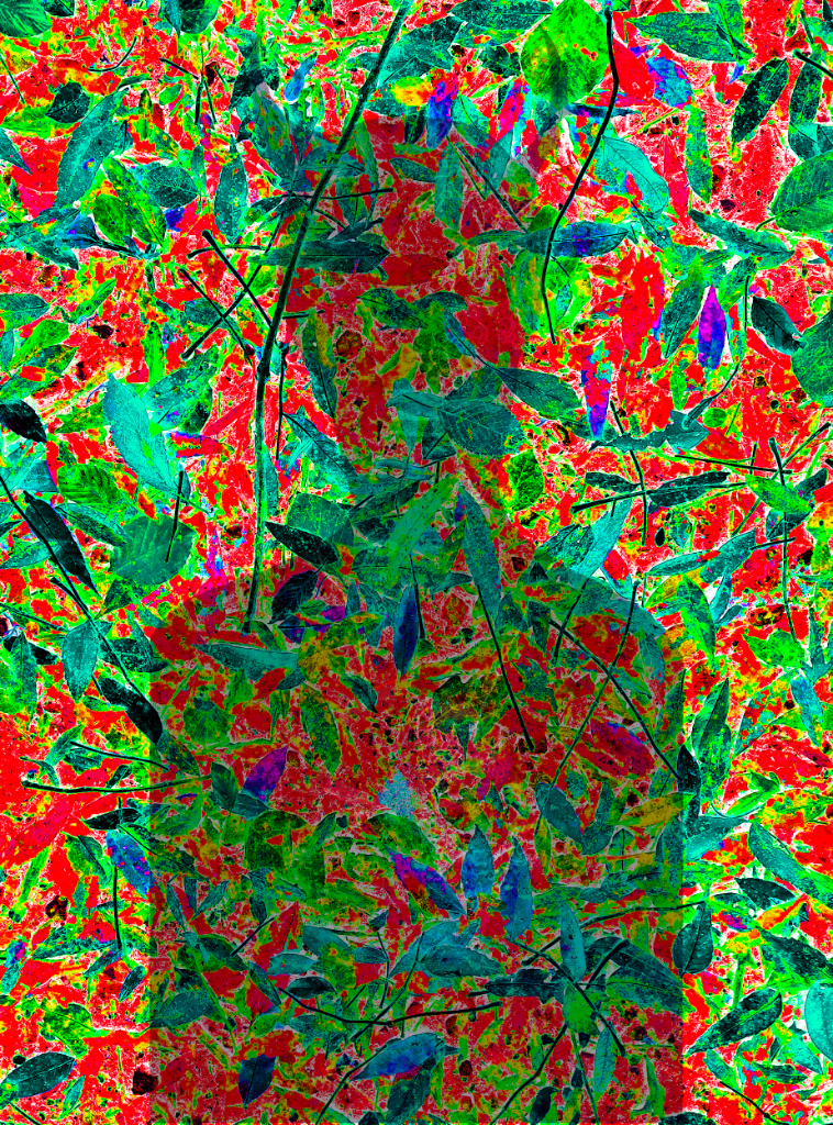 The Forest Nymph 4