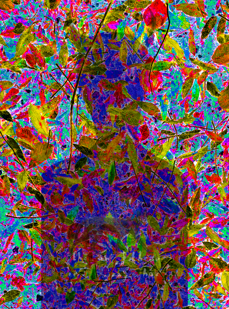 The Forest Nymph