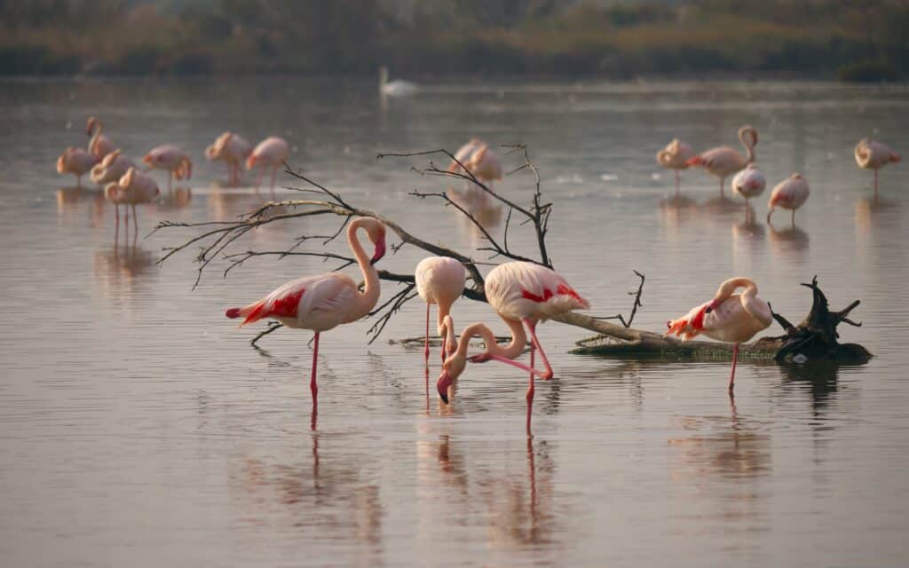 Visita interpretativa Doñana