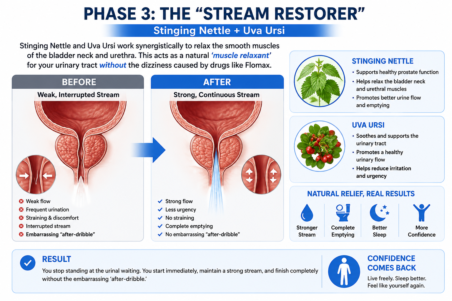 How Stinging Nettle and Uva Ursi relax the bladder neck and urethra to restore a strong, continuous urine stream